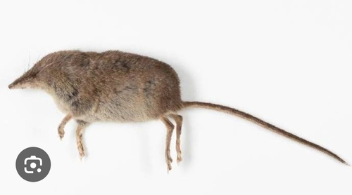 Marsh Shrew