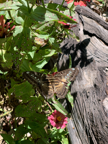 Kallima sylvia