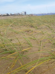 Panicum racemosum