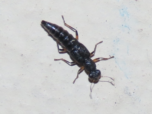 Stenus cicindeloides observed 2026-05-10