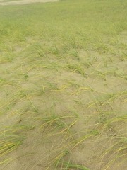 Panicum racemosum
