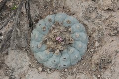 Lophophora williamsii