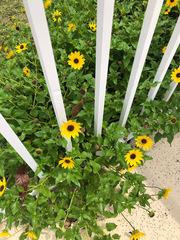 Helianthus