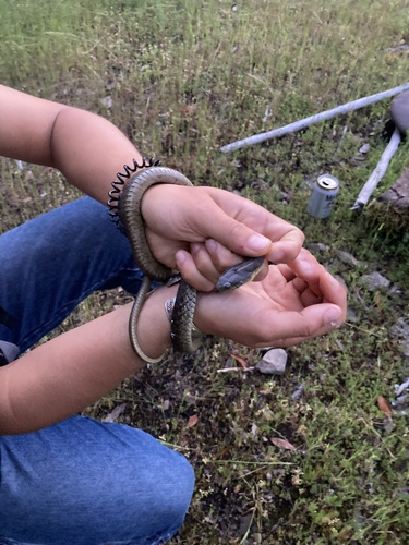 iNaturalist observation photo of Aquatic Garter Snake