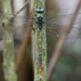 Golden-tipped Darner - Photo (c) Cameron Eckert, some rights reserved (CC BY-NC), uploaded by Cameron Eckert
