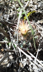 Escobaria emskoetteriana