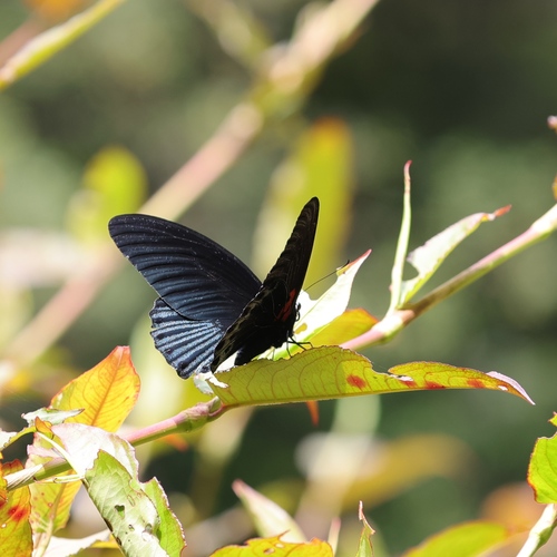 Great Mormon Swallowtail