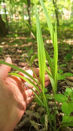 Diarrhena mandshurica, photograph 3