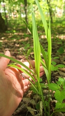Diarrhena mandshurica, photograph (c) Violetta Dzizyurova, some rights reserved (CC BY)