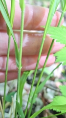 Diarrhena mandshurica, photograph (c) Violetta Dzizyurova, some rights reserved (CC BY)