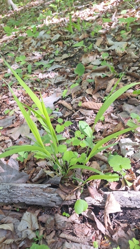 Diarrhena mandshurica, photograph 5