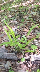 Diarrhena mandshurica, photograph (c) Violetta Dzizyurova, some rights reserved (CC BY)
