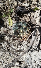Ancistrocactus scheeri