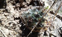 Ancistrocactus scheeri