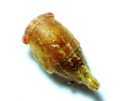 Smiliini