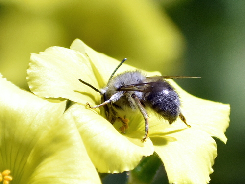Habropoda depressa photo 5
