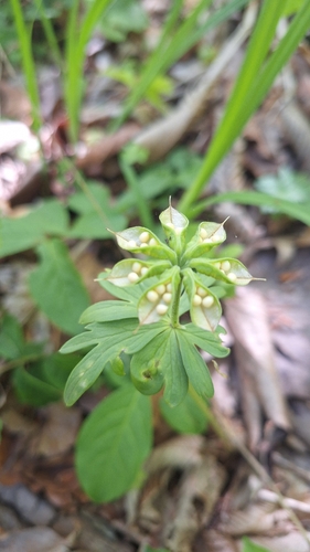 Eranthis stellata, photograph 2