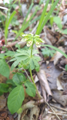 Eranthis stellata, photograph 3