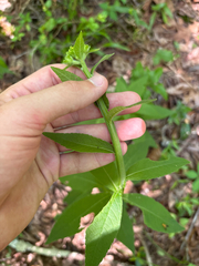Niyan Shehan, CC0, iNaturalist via GBIF Verbesina helianthoides, photograph Niyan Shehan, CC0, iNaturalist via GBIF