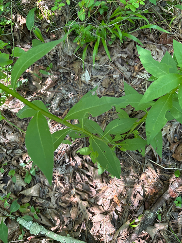 Verbesina helianthoides, photograph 5