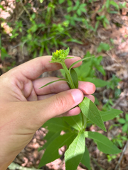 Niyan Shehan, CC0, iNaturalist via GBIF Verbesina helianthoides, photograph Niyan Shehan, CC0, iNaturalist via GBIF
