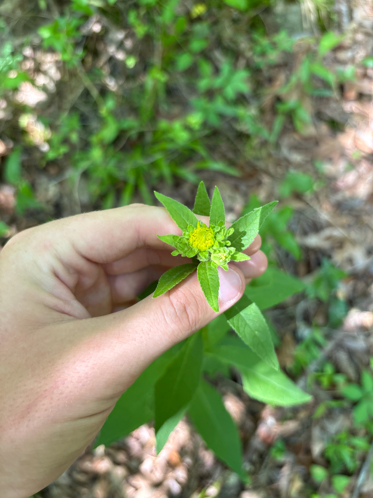 Verbesina helianthoides; photograph Niyan Shehan, CC0, iNaturalist via GBIF