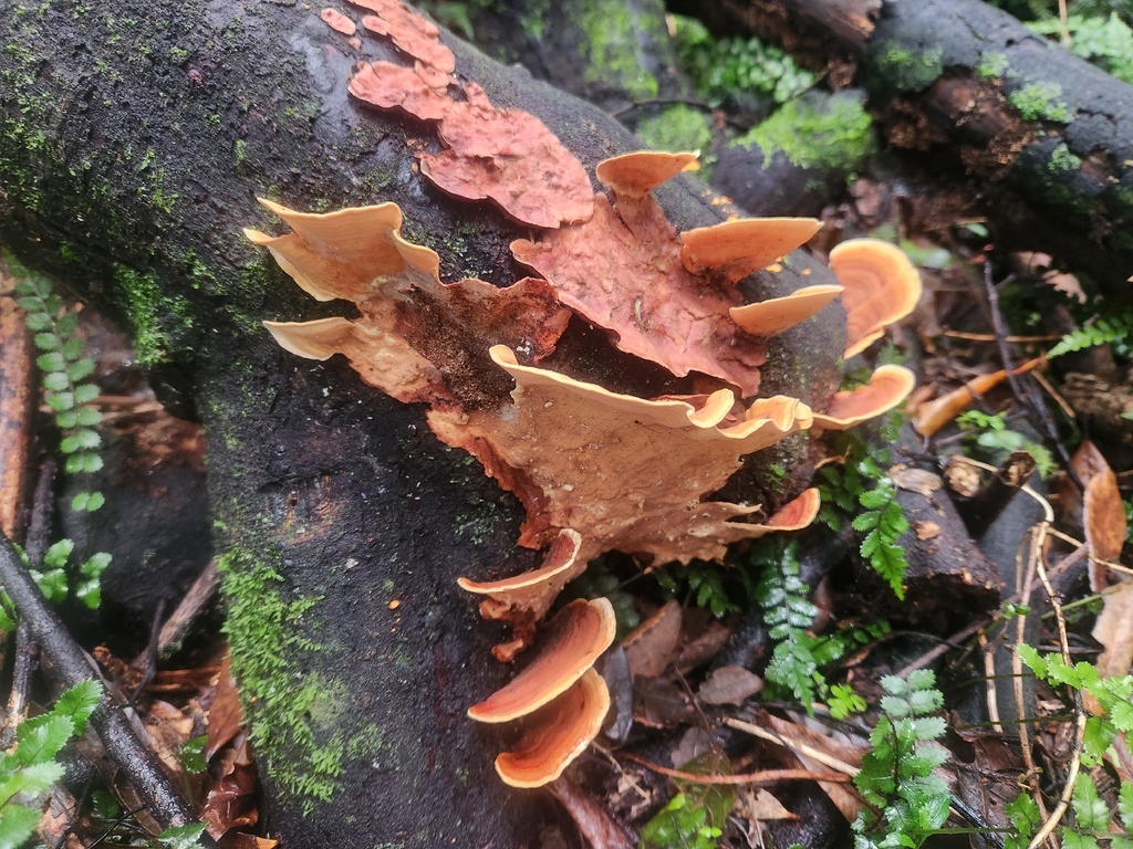Stereum ostrea · May 2026 · photo: © claire_grace83 (iNaturalist, cc-by)
