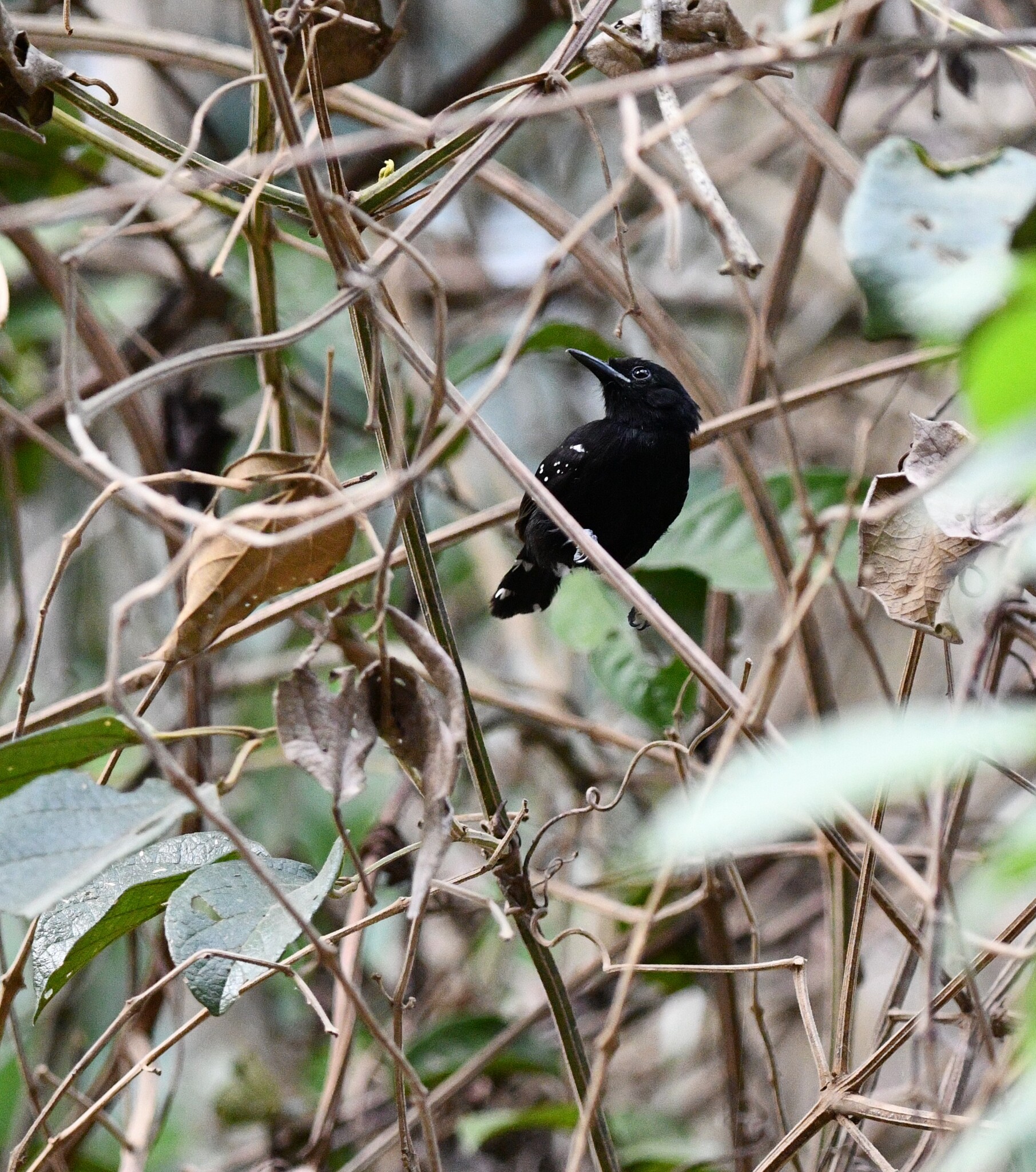 Dot-winged Antwren (Microrhopias quixensis), photo 8