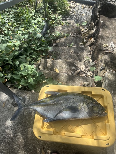Caranx melampygus