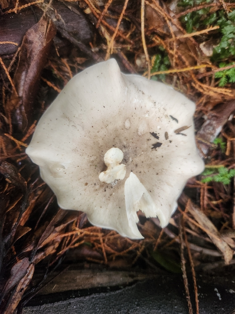 Clitocybe nebularis · May 2026 · photo: © claire_grace83 (iNaturalist, cc-by)