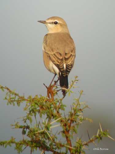 Isabelline Wheatear