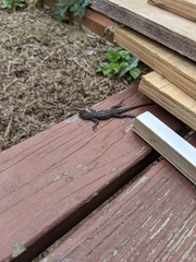 Sceloporus occidentalis