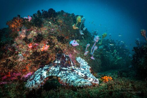 Octopus tetricus