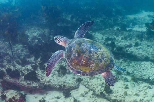 Chelonia mydas