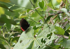Biblis hyperia nectanabis