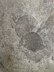 Strophomenata