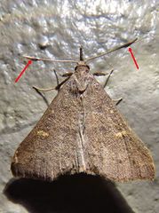 Renia flavipunctalis