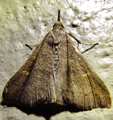 Renia flavipunctalis