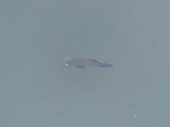 Astronotus ocellatus