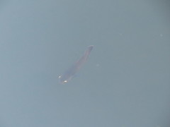 Astronotus ocellatus