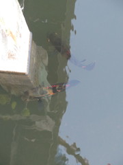 Astronotus ocellatus