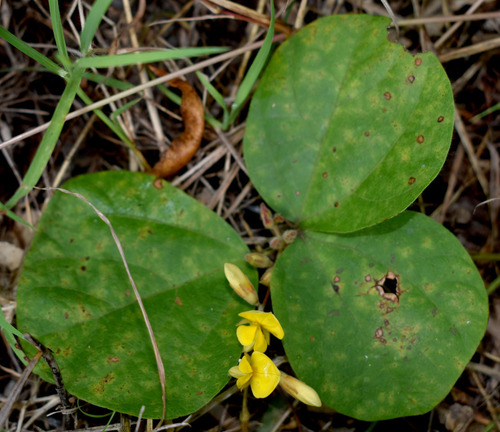 Cajanus marmoratus