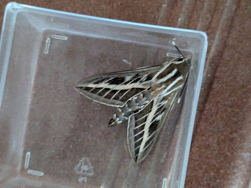 Striped Hawkmoth
