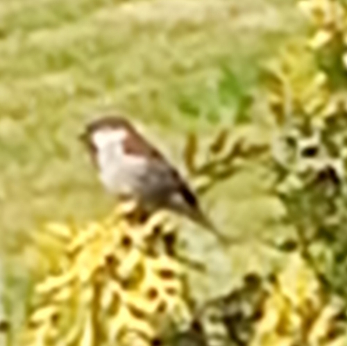 House Sparrow