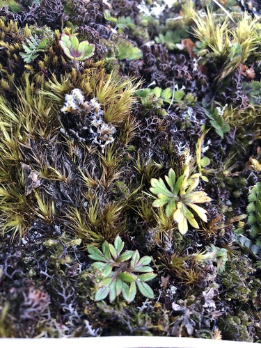 Dicranoloma robustum observed 2026-05-02