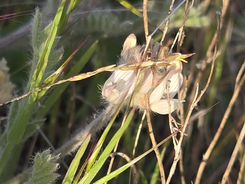 Astragalus spaldingii, 2026-04-28