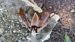 Adhemarius gannascus