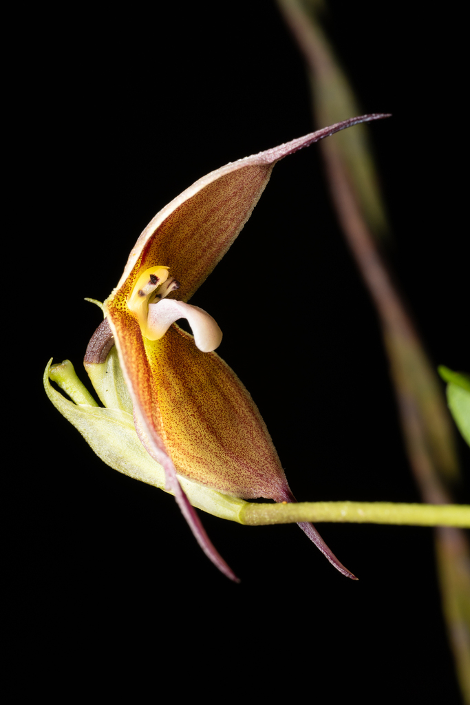 Dracula trichroma (Rchb.f.) Luer 2