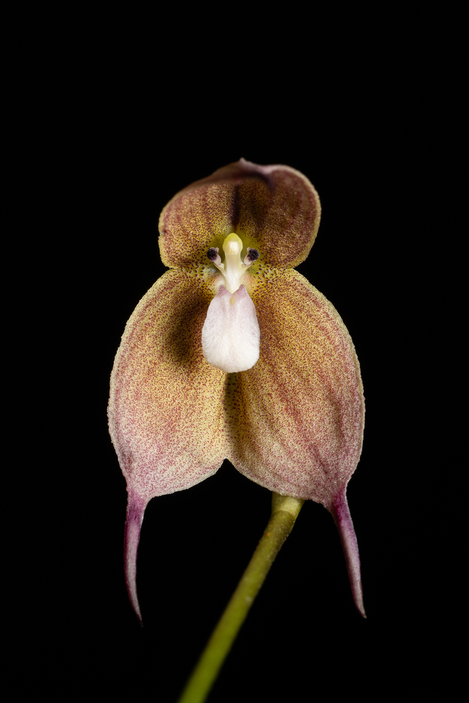 Dracula trichroma (Rchb.f.) Luer 3