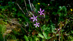 Silene fuscata